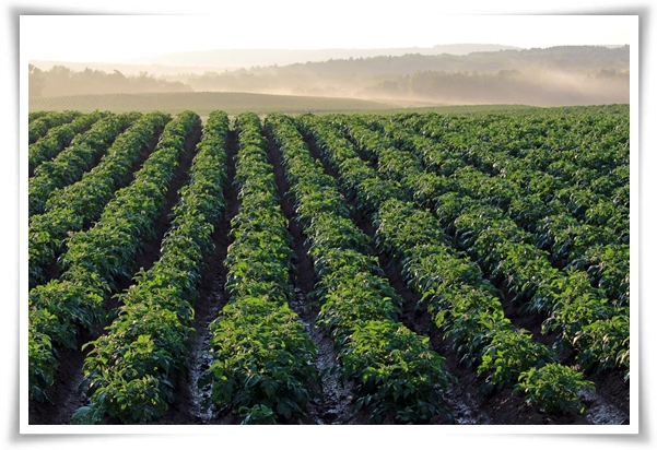 텃밭관리 &quot;2월~3월 감자 심기&quot; 슬기로운 전원생활 완벽 가이드!