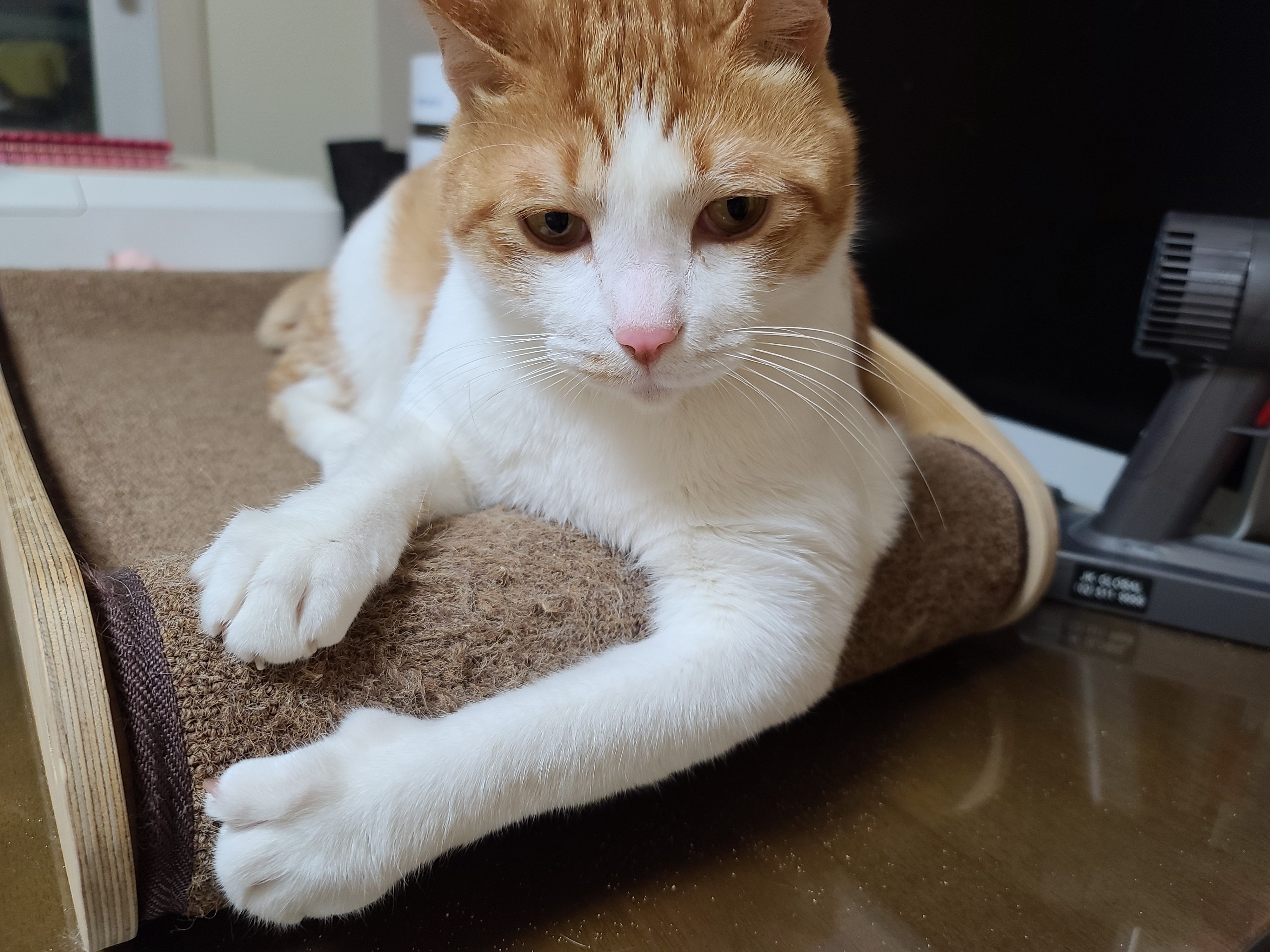 삐진 치즈냥이 막둥이 삐용