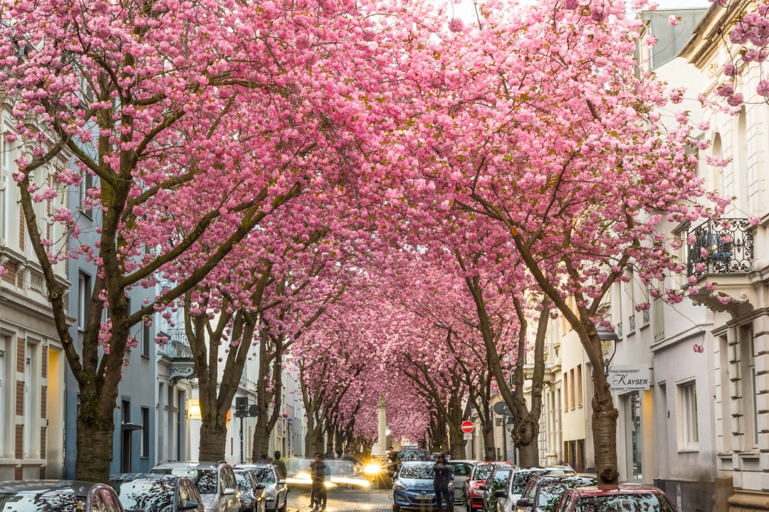 Cherry blossoms