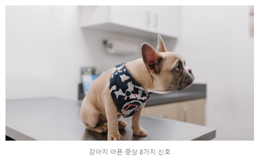 강아지 아픈 증상 8가지 신호