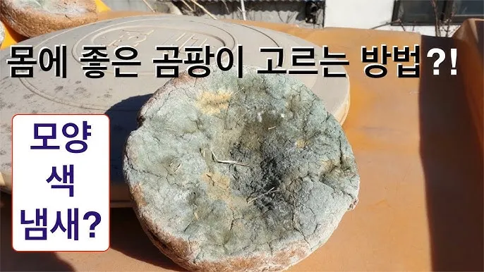 장마철 곰팡이 제거방법 꿀팁 정리 완벽 가이드_8