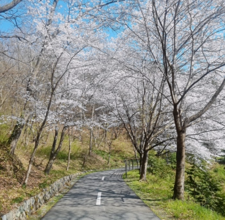 화순벚꽃명소맛집