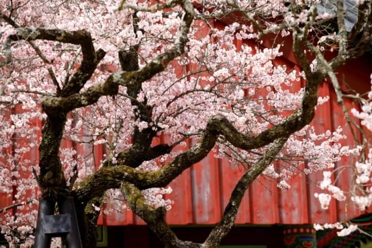 장성 백양사 홍매화(고불매) 개화시기 및 주차 맛집 주변명소 사진