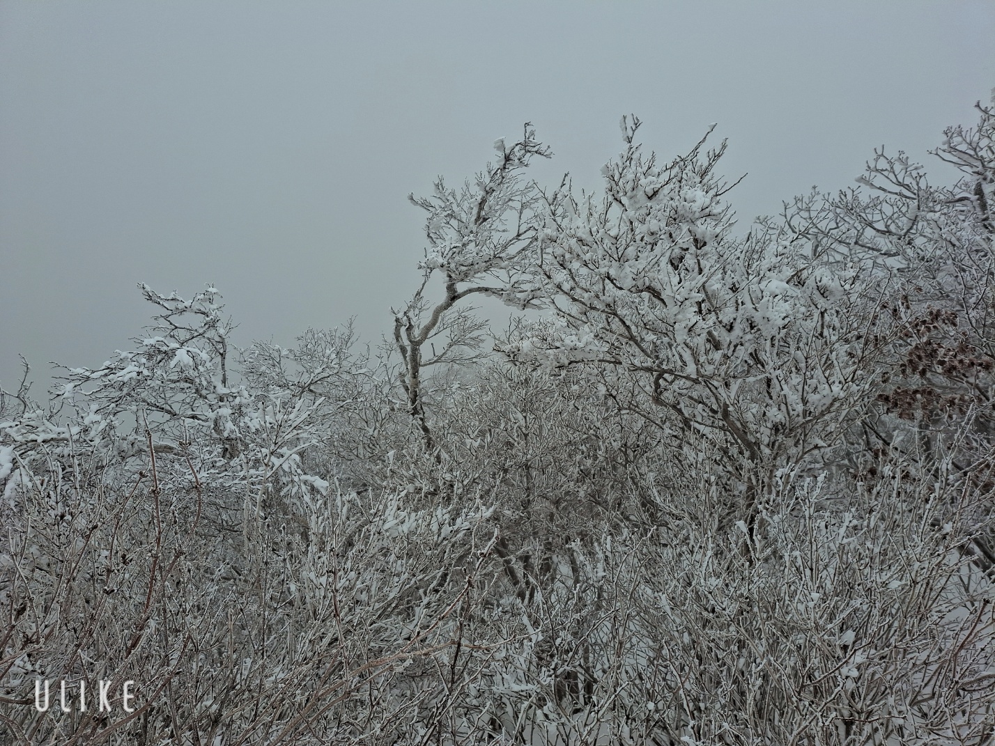 덕유산 눈꽃 축제