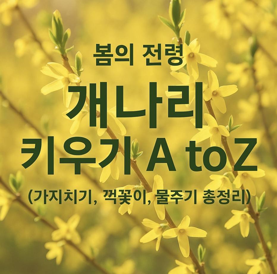 봄의 전령 개나리 키우기 A to Z (가지치기, 꺾꽂이, 물주기 총정리)