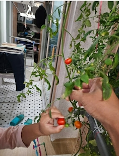 베란다 텃밭 화분에서 정성스럽게 키워 수확을 앞둔 신선하고 빨간 토마토 사진.