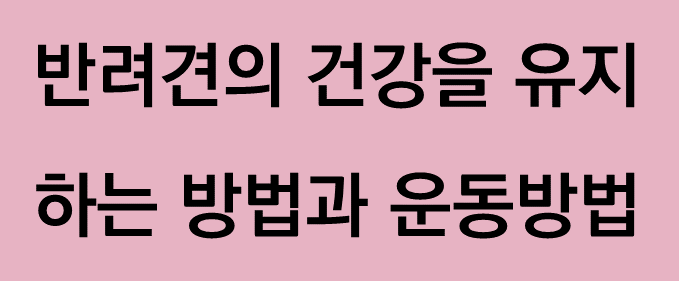 반려견의 건강유지 방법과 운동방법
