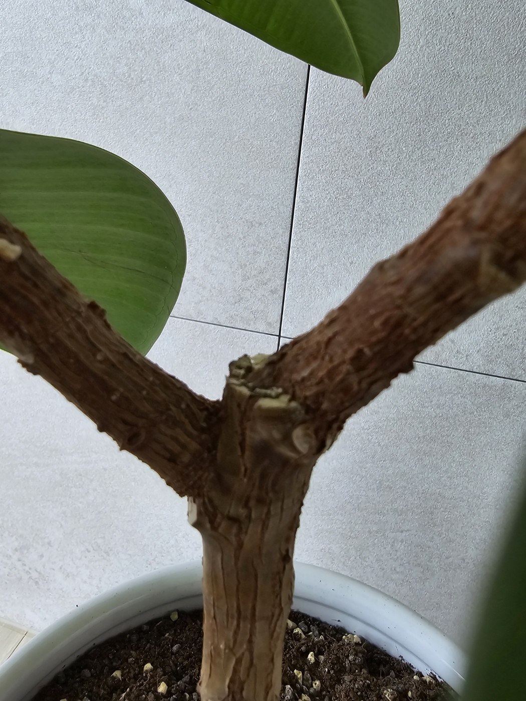 그냥 기다란 목대만 남은상태에서 이렇게 가지가 뻗어 자랏어요.