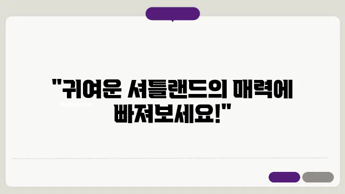 셔틀랜드 쉽독과의 생활