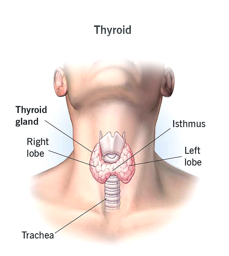 갑상선 위치가 그려진 목 부분의 이미지