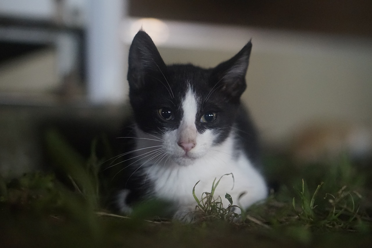 일본 고양이 영화 추천 감성 힐링 2024