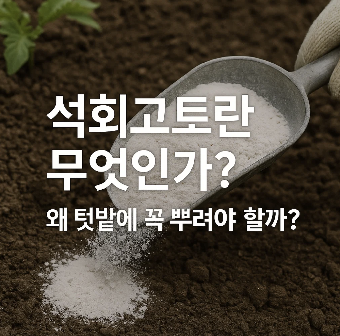 석회고토란 무엇인가? 왜 텃밭에 꼭 뿌려야 할까?