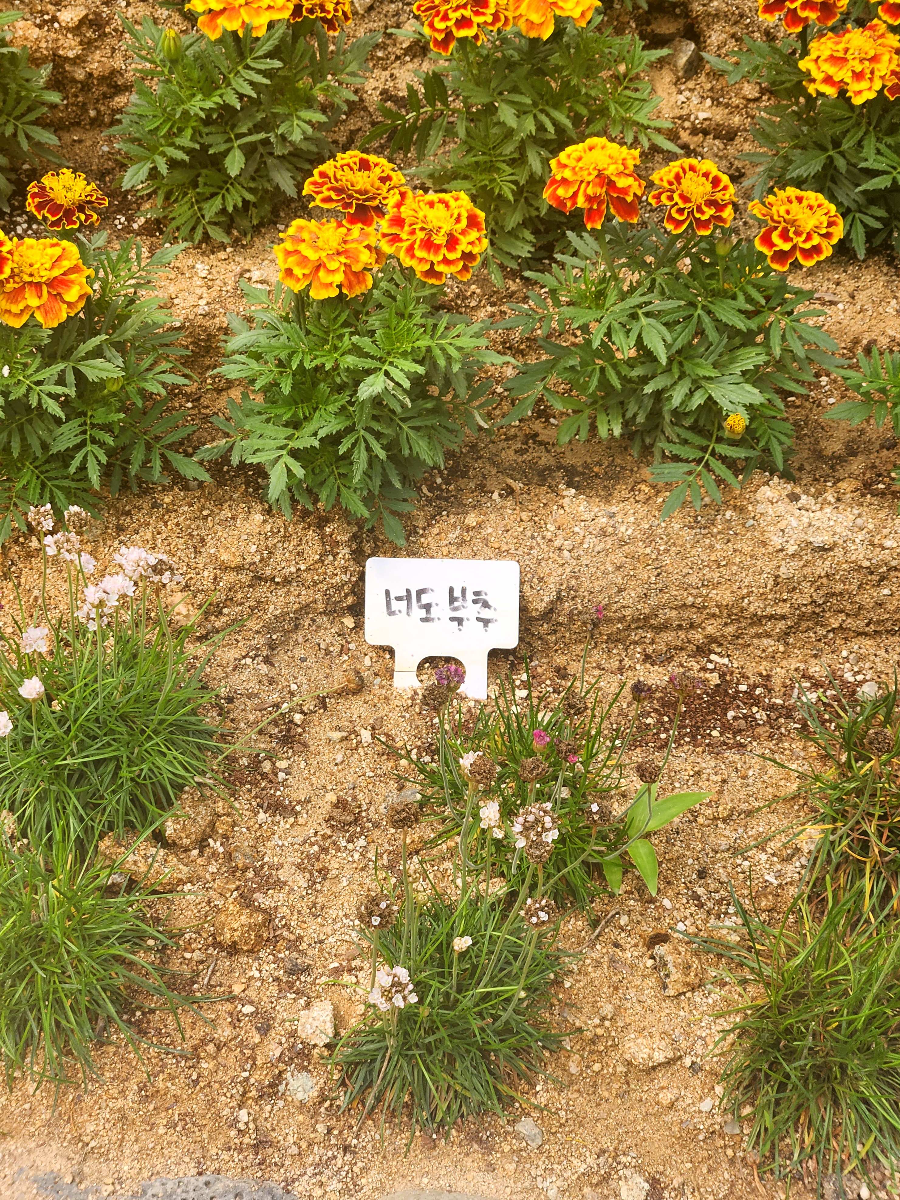 수생식물학습원 너도부추