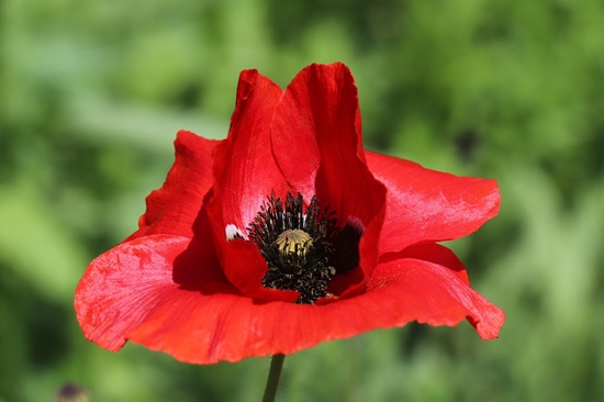 관상용 개양귀비 꽃, 꽃말/효능/키우기