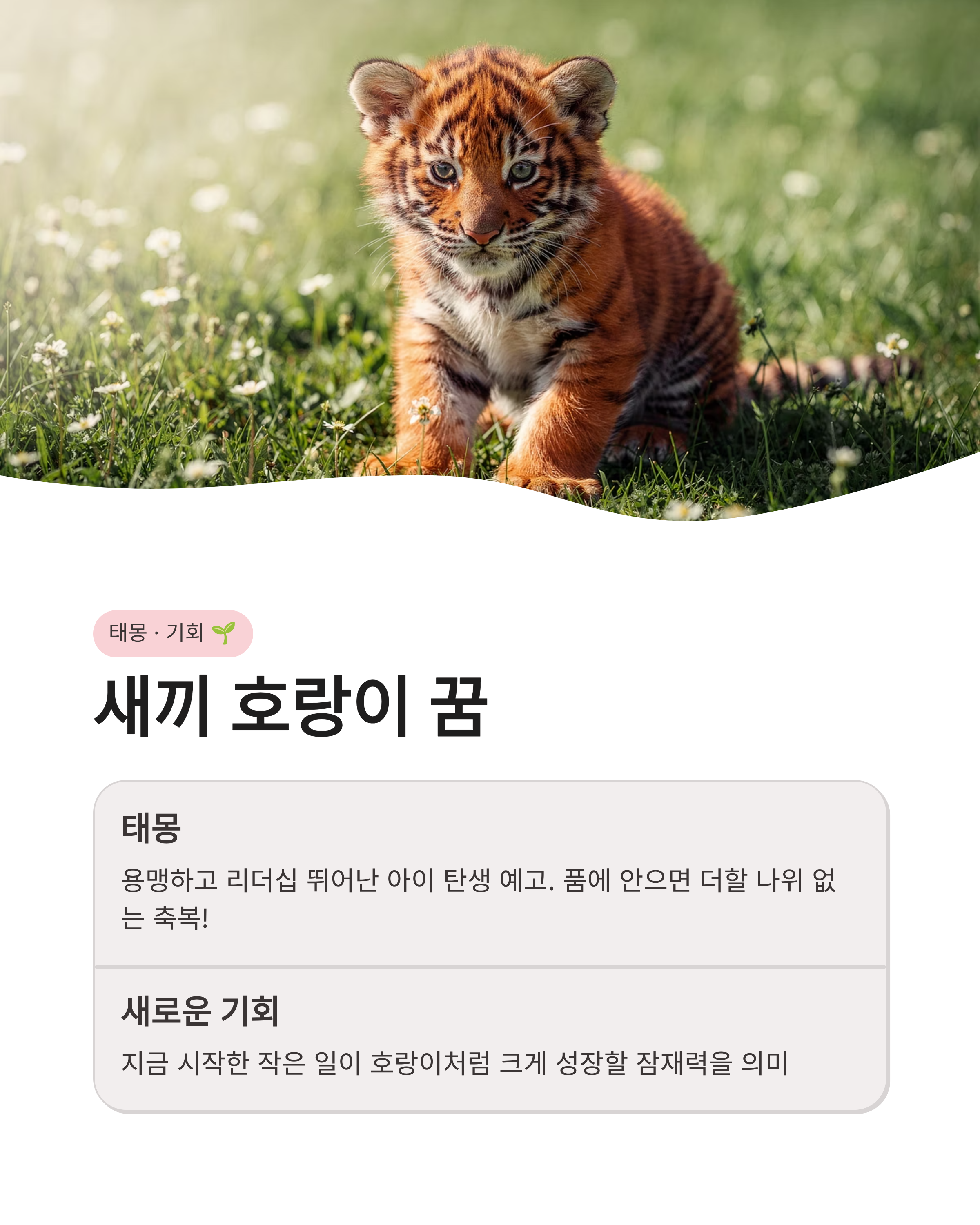 호랑이꿈 해몽 ❘ 집에 들어오는 새끼 호랑이 쫓기는 꿈까지 상황별 완벽 정리!