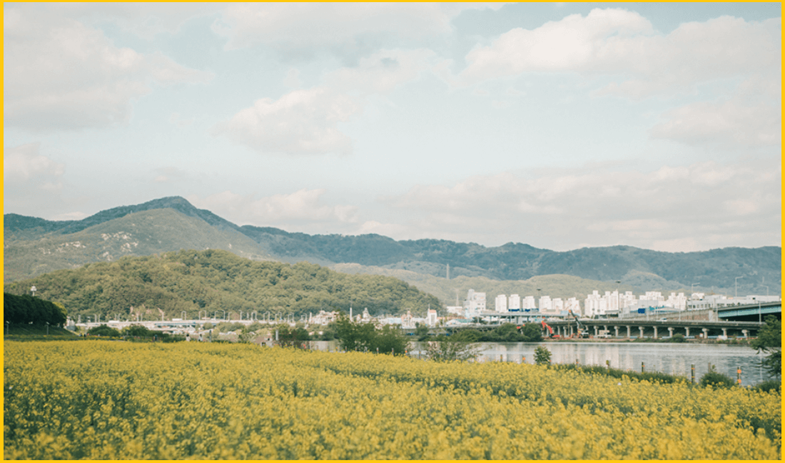 24년-유채꽃-개화시기-유채꽃명소-안내
