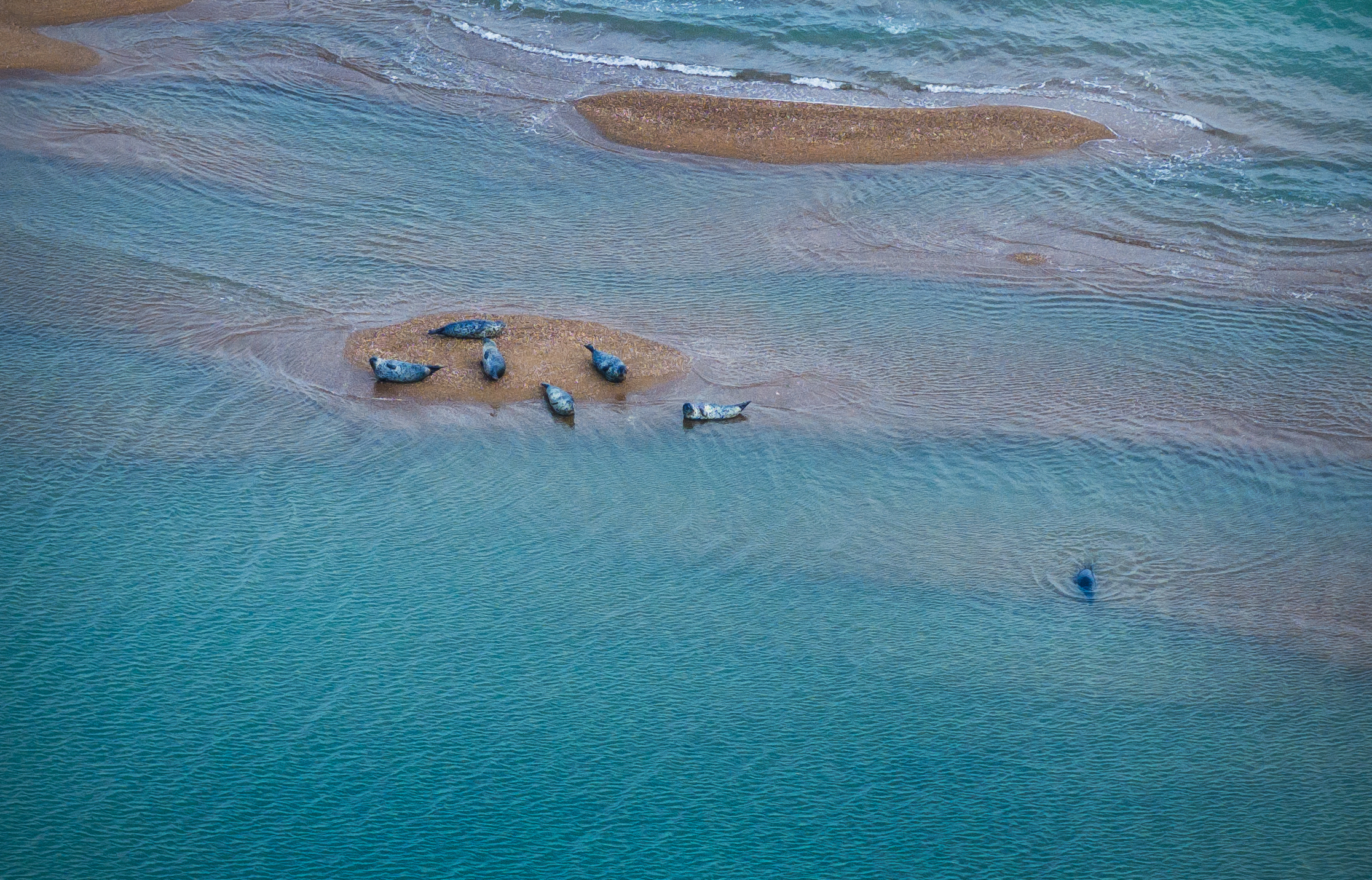 멸종위기 점박이물범 7마리