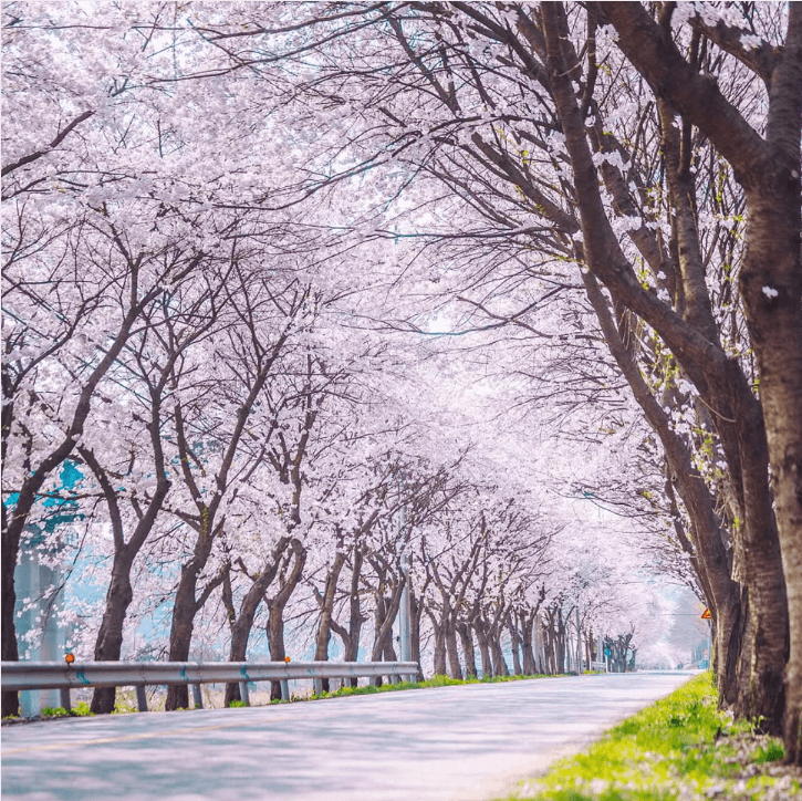 베어트리 파크 봄꽃축제와 관련된 사진