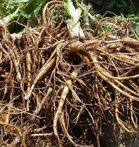 당귀 효능 부작용 뿌리 고르는법