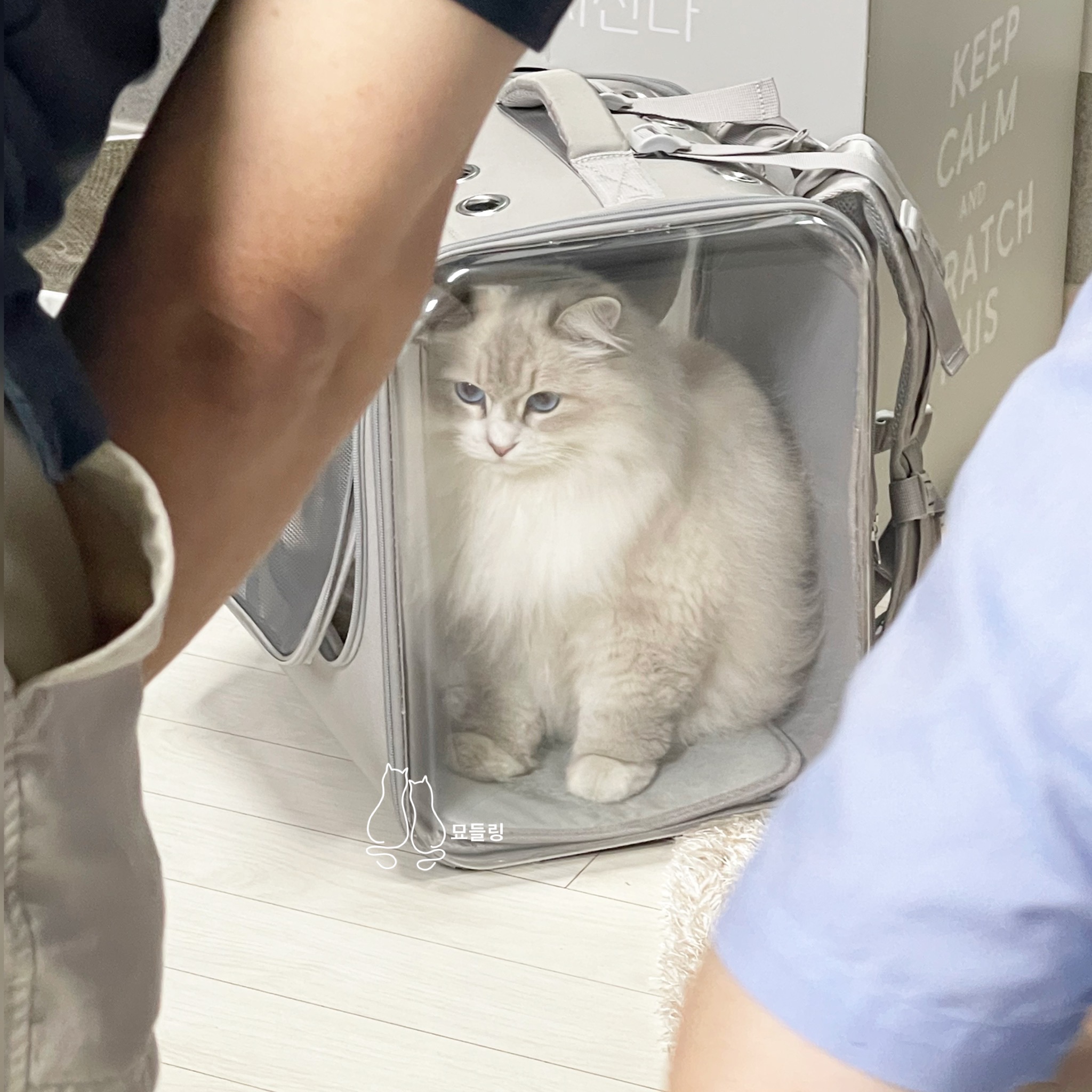 옥희독희네모냥백팩