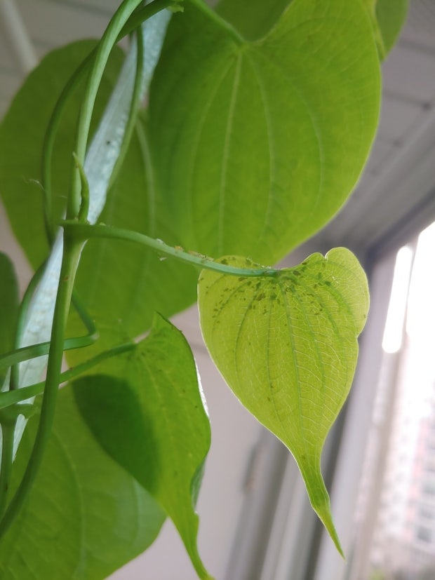 벌레와의 전쟁 – 여름철 실내 식물 해충 퇴치법