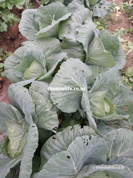 비옥한 토양에서 건강하게 자라고 있는 유기농 양배추 재배 현장 실사진, 자연 그대로의 생명력을 담은 모습