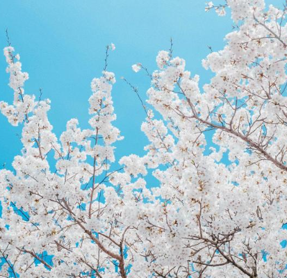 2025 꽃 개화시기 벚꽃1