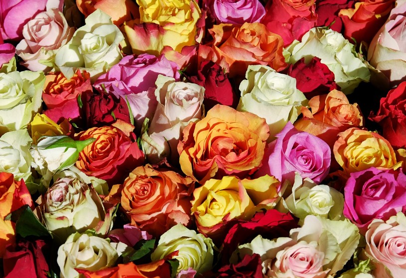  2025년 고양국제꽃박람회 일정 + 입장권 사전예매 방법 총정리 