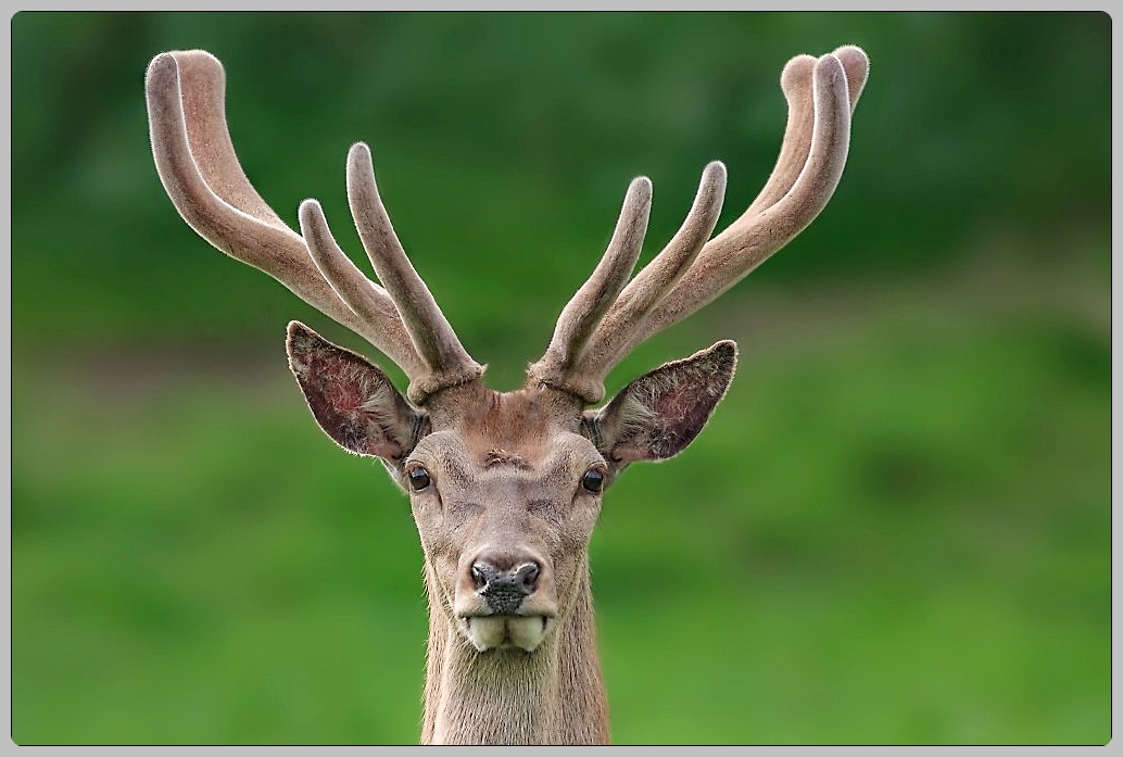 공진단 가격 효능 총정리