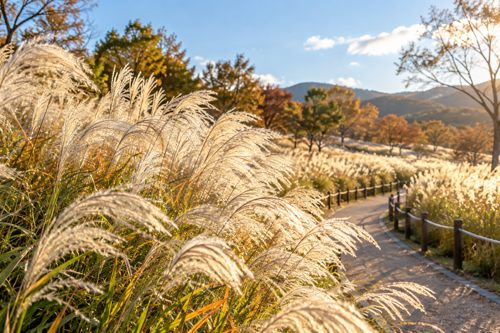서울 억새축제 은빛 억새와 공원 산책길