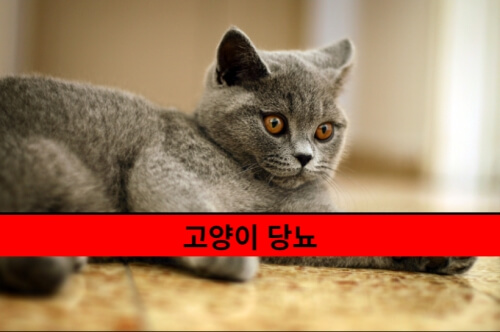 고양이 당뇨