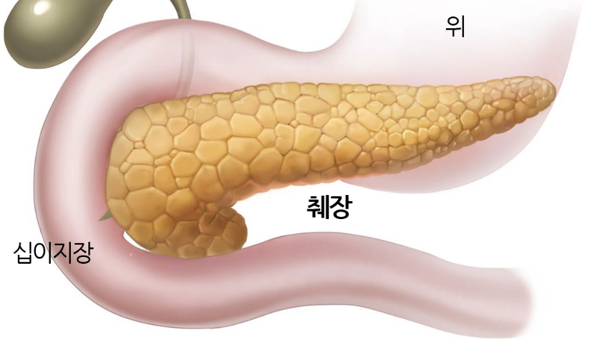 간-췌장이-보내는-신호