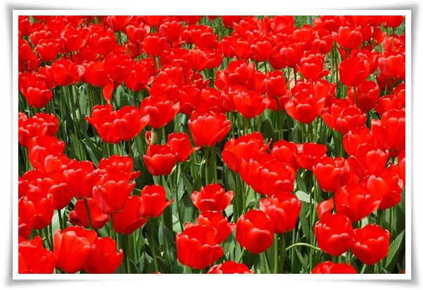 "튤립" 매력적인 봄의 대표적인 꽃, 튤립의 매력!