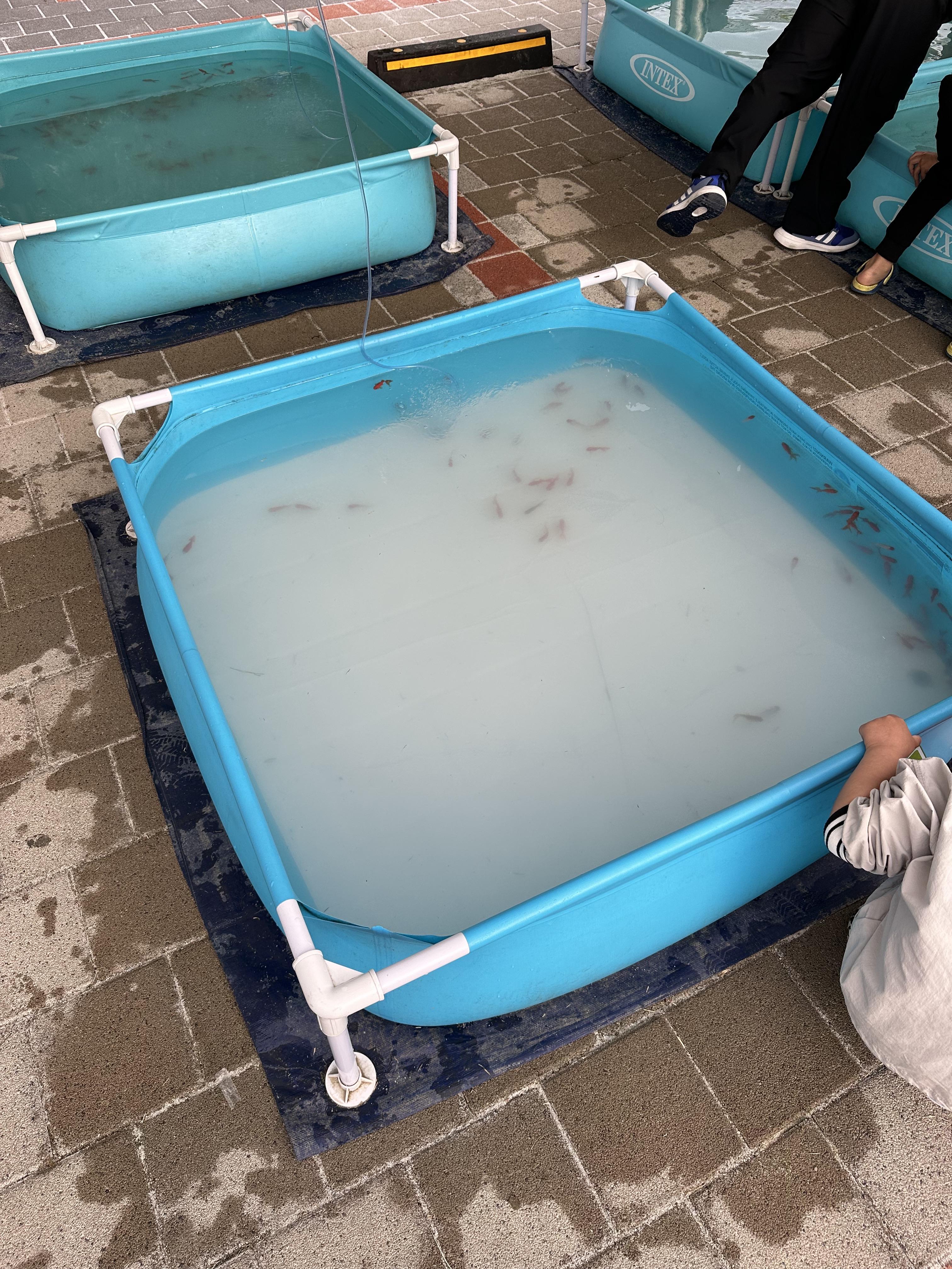 담양 대나무 축제