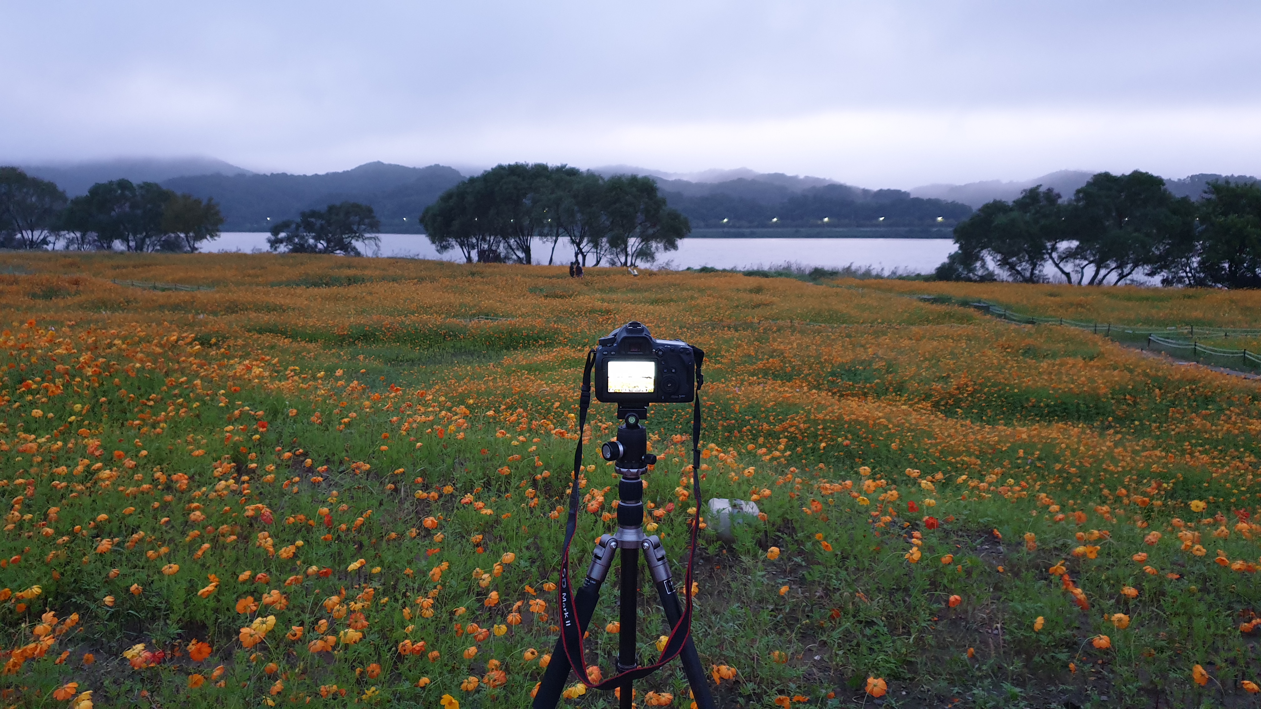 물의 정원 황화코스모스밭