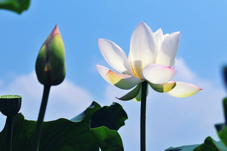 무안 연꽃축제