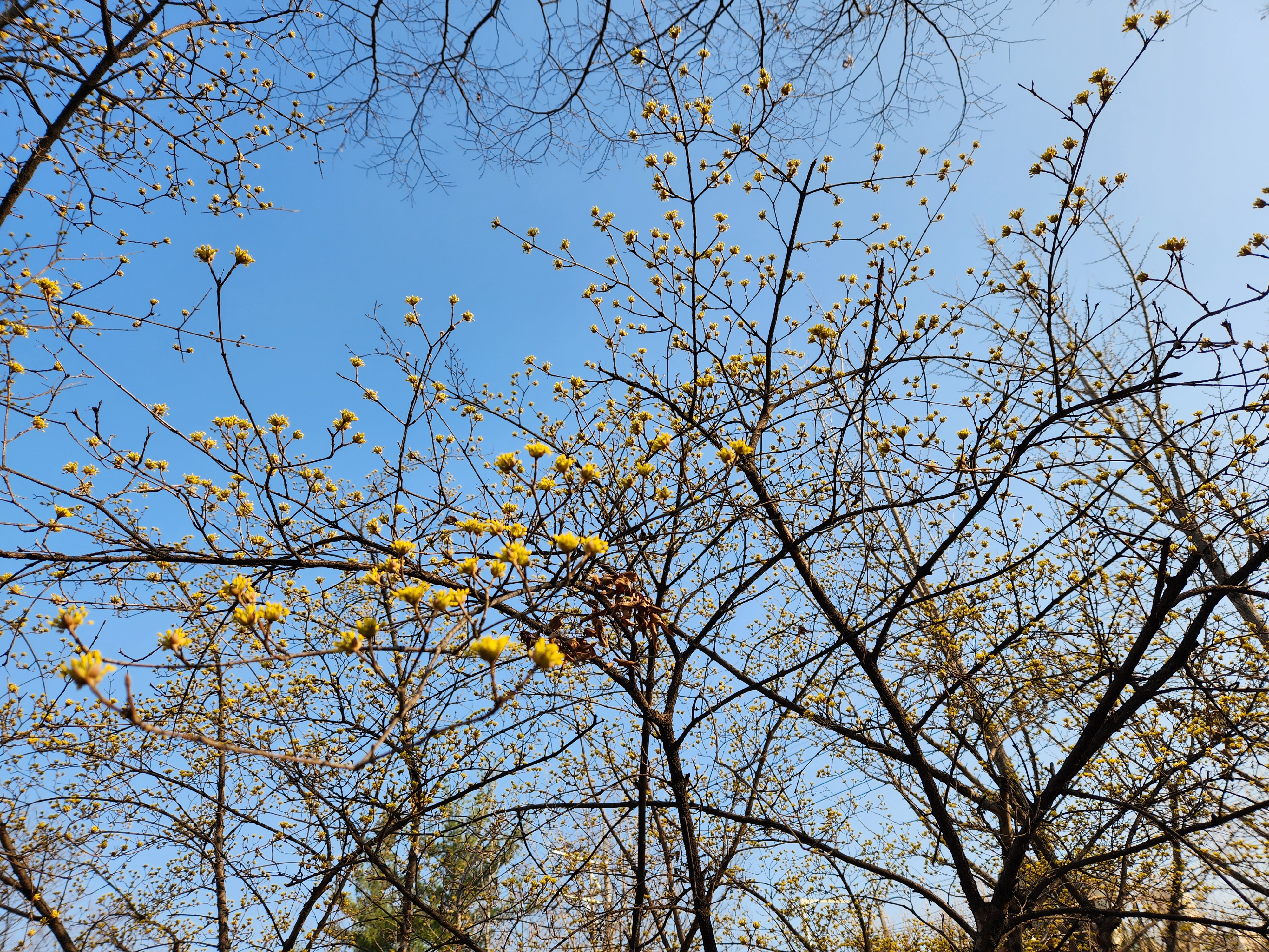 산수유