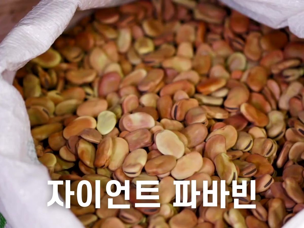 자이언트 파바빈이란