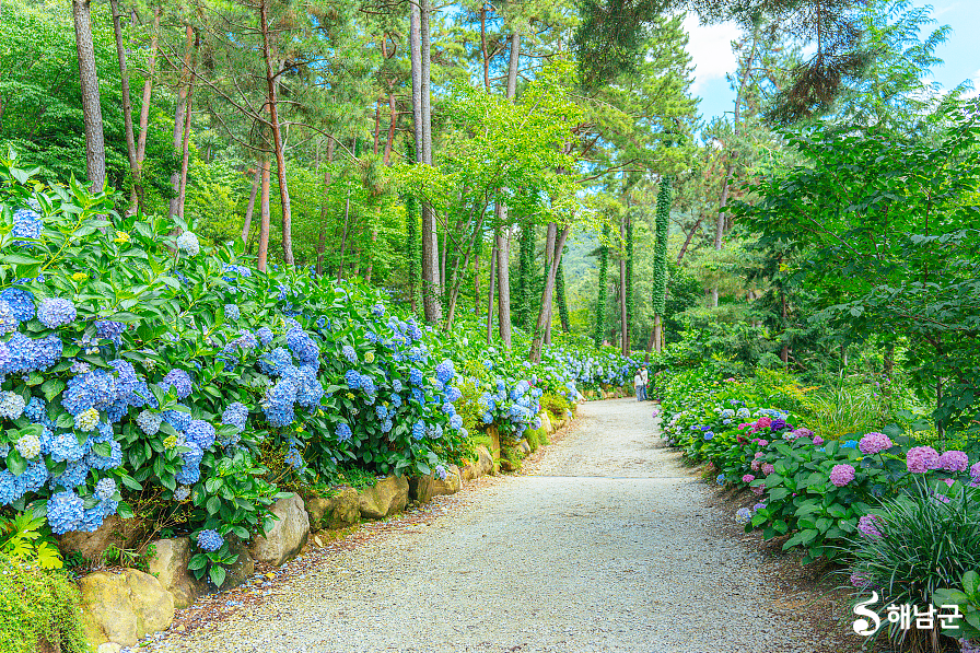 해남 4est수목원 수국축제