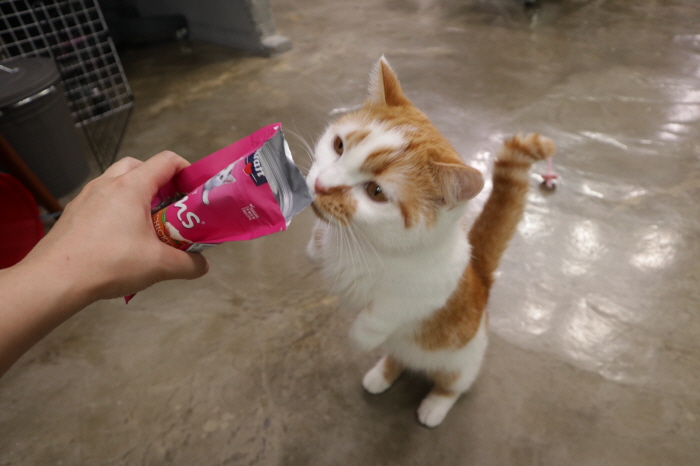 고양이