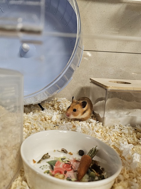 제가 키우는 골든햄스터 탈출 후 관찰 (이상 없이 건강)