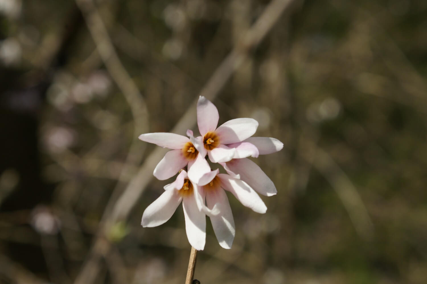 미선나무 발견 과정과 학계 반응