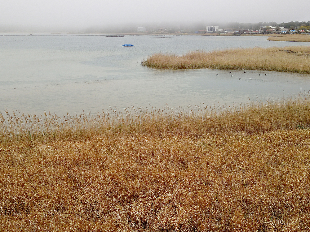 올레21코스: 하도리 철새유래지