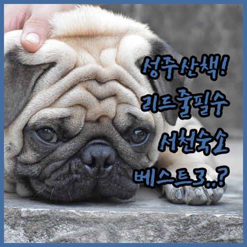 성주 금수저수지 강아지 산책 리드줄 ..