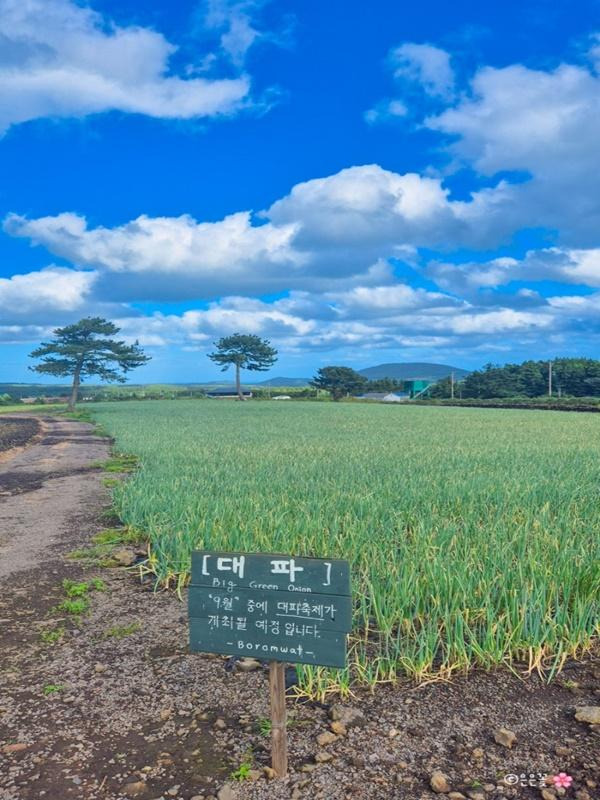 2025 보롬왓 대파축제 완벽 가이드 - 일정, 입장료, 체험, 볼거리 총정리