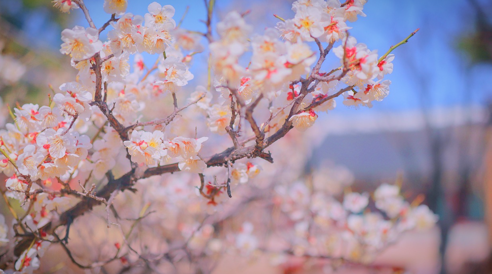 서울 여의도 윤중로 벚꽃