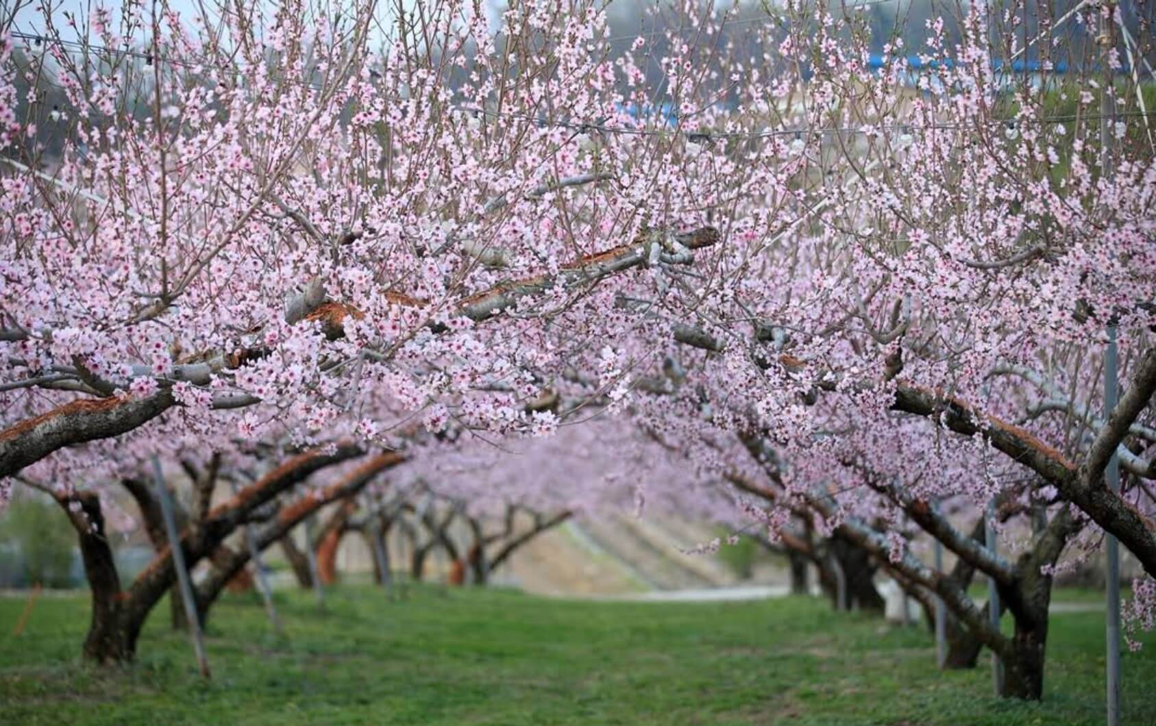 도화지 봉숭아 꽃밭