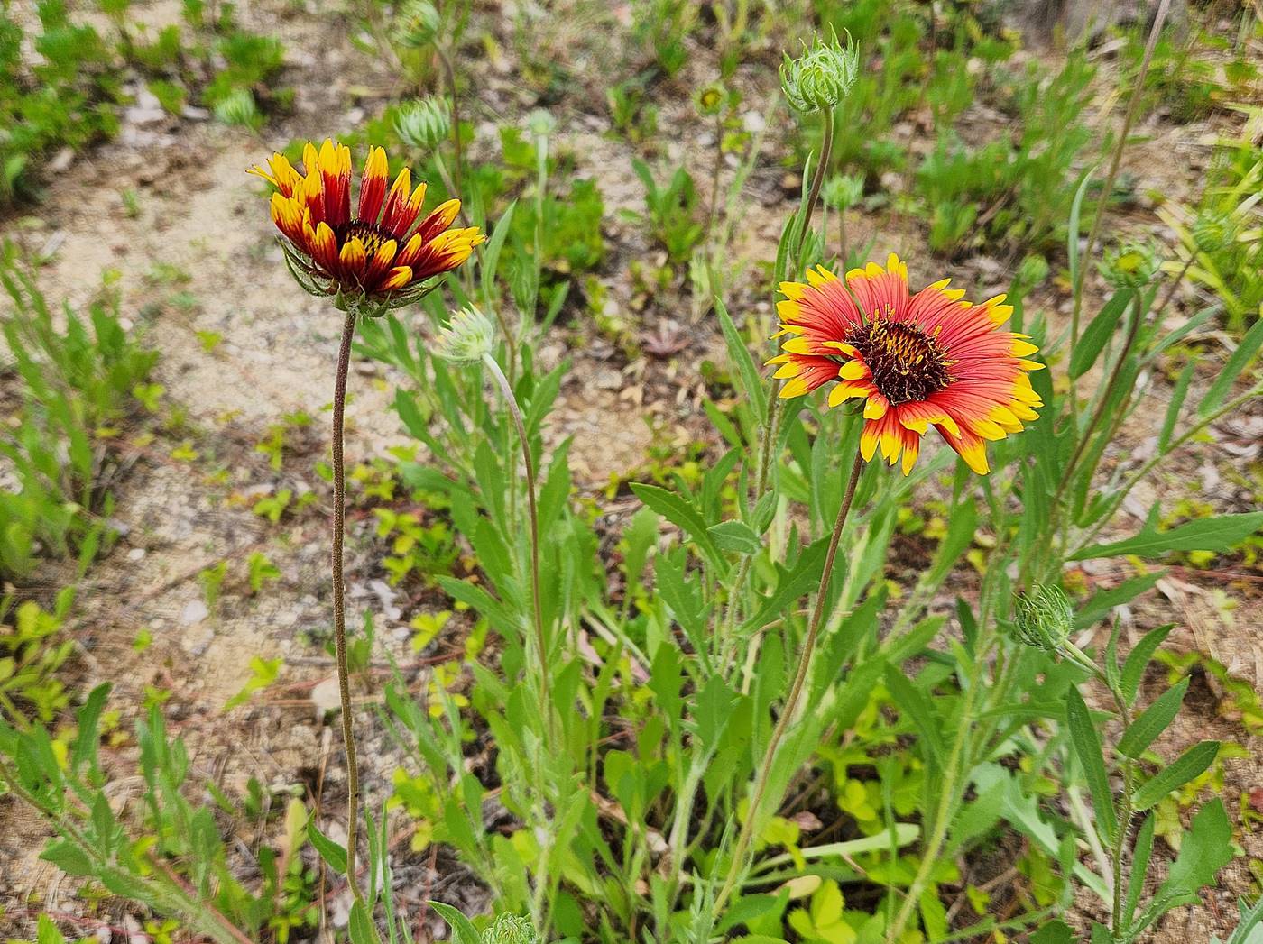 인디언천인국 (인디언국화)