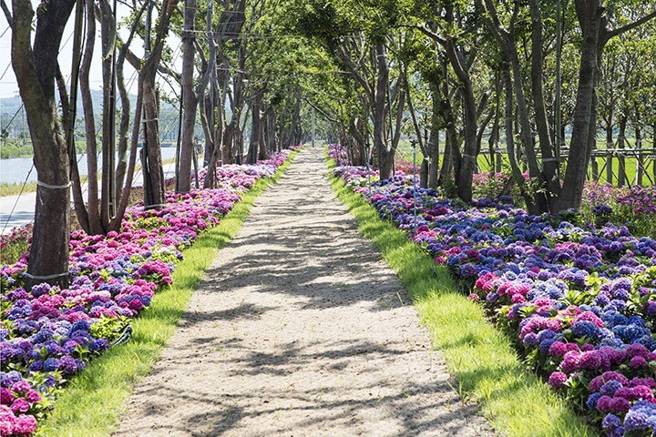 신안 도초도 섬 수국축제 배 예매