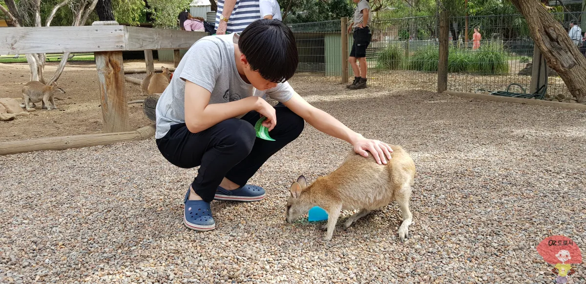 호주-시드니-근교여행-페더데일-야생동물원-왈라비를-쓰다듬는-은우